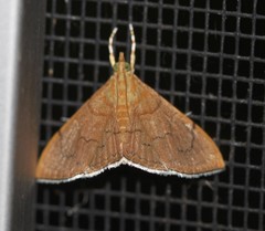 Hyalobathra crenulata