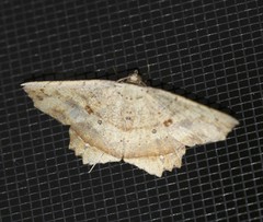 Polyacme subpulchra