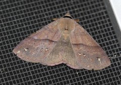 Ophyx eurrhoa