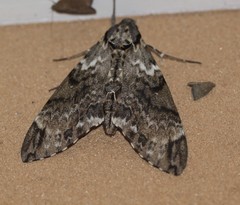 Psilogramma menephron