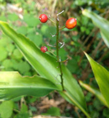 Alpinia oblongifolia
