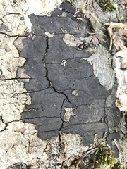 Biscogniauxia nummularia