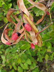 Pithecellobium keyense