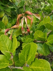 Pithecellobium keyense