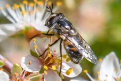 Copestylum marginatum