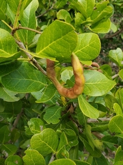 Pithecellobium keyense