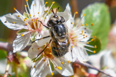 Copestylum marginatum