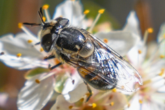 Copestylum marginatum