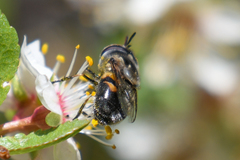 Copestylum marginatum