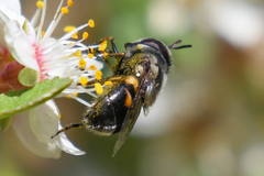 Copestylum marginatum