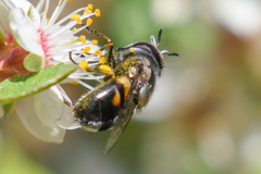 Copestylum marginatum