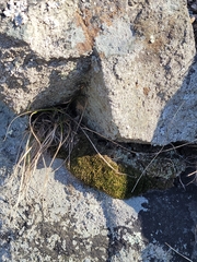 Poaceae