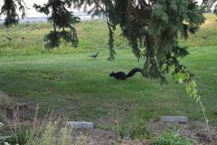 Sciurus carolinensis