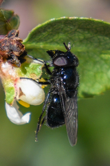 Copestylum comstocki