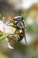 Copestylum marginatum