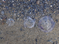 Aequorea forskalea
