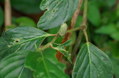 Piperales