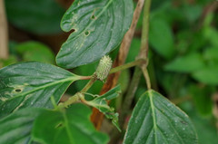 Piperales