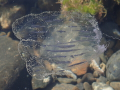 Aequorea forskalea