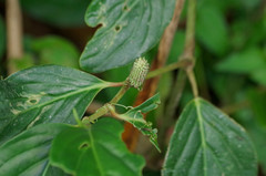 Piperales