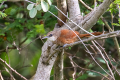 Phacellodomus dorsalis