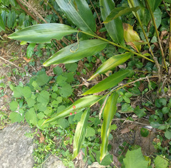 Alpinia oblongifolia