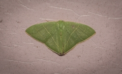 Urolitha bipunctifera