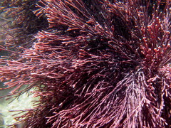 Amphiroa
