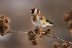 Carduelis carduelis
