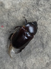 Ancognatha scarabaeoides