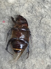 Ancognatha scarabaeoides