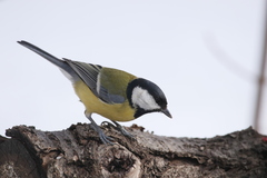 Parus major