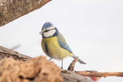 Cyanistes caeruleus