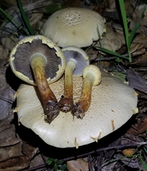 Leratiomyces riparius
