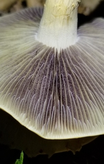 Leratiomyces riparius
