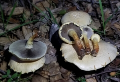 Leratiomyces riparius