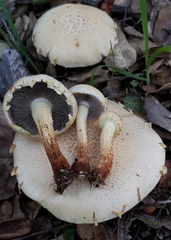 Leratiomyces riparius