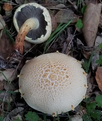 Leratiomyces riparius