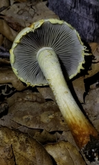 Leratiomyces riparius