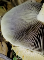 Leratiomyces riparius