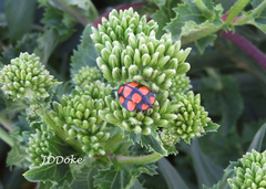 Botanochara decempustulata