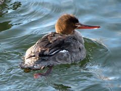 Mergus serrator