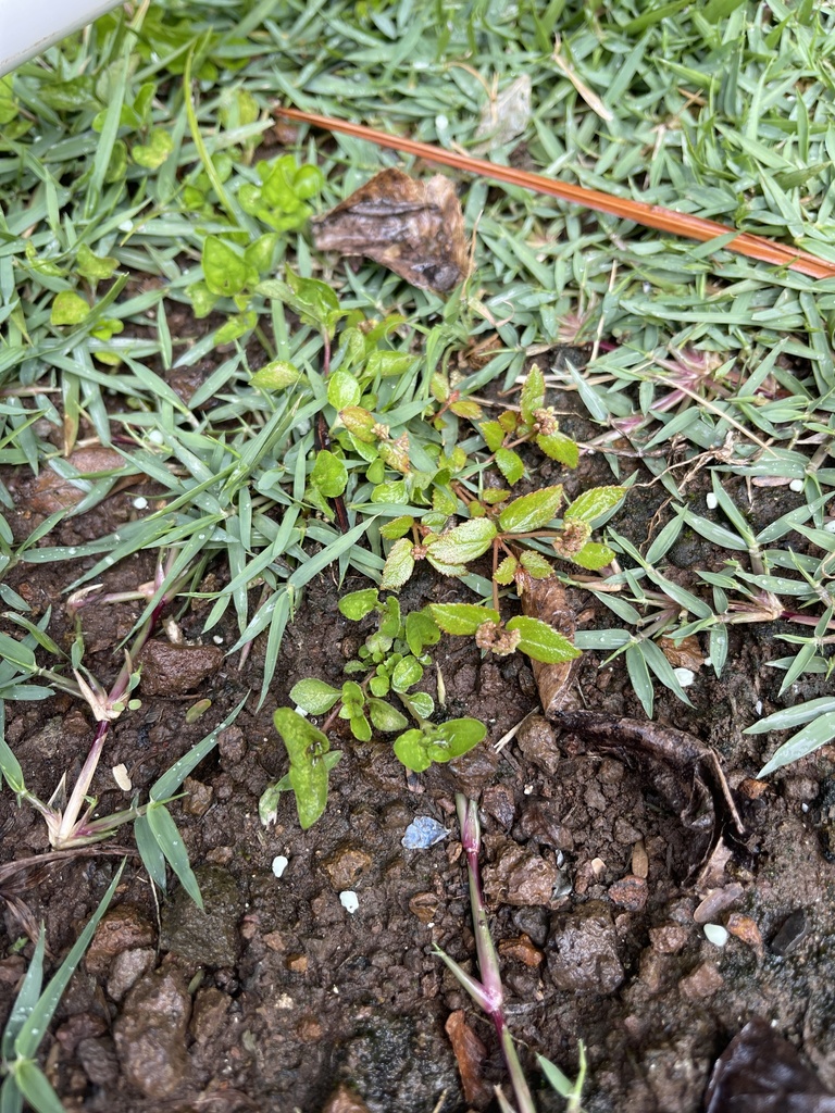 Florida Hammock Sandmat from Punahou School, Honolulu, HI, US on March