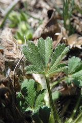Potentilla pusilla