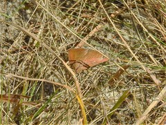 Argyrostrotis