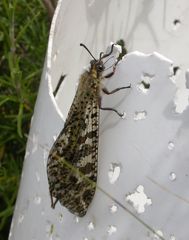 Palpares libelluloides