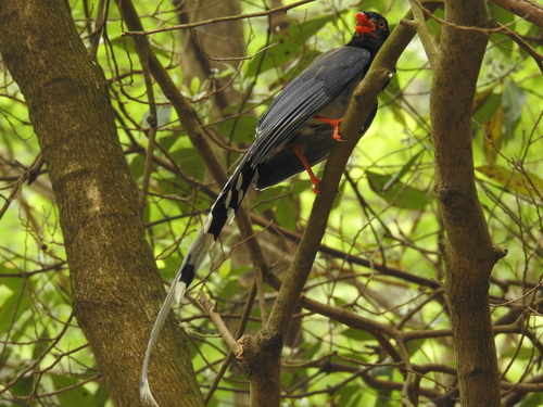 Urocissa erythroryncha