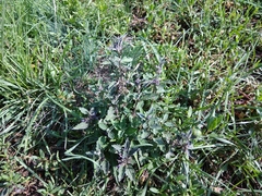 Marrubium leonuroides