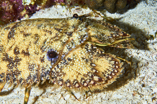 Sculptured Slipper Lobster