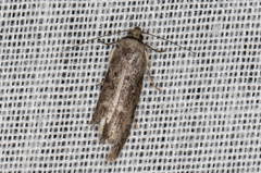 Ericrypsina chorodoxa